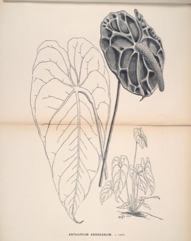 Anthurium Andreanum, J. Linden, L'Illustration horticole Pl. CCCLXXXII (1880)