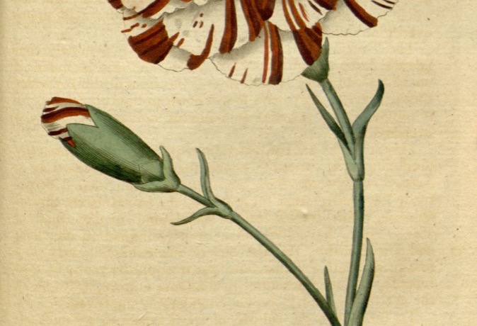 Curtis's Botanical Magazine 第 39 图（1788）· Dianthus caryophyllus（香石竹名品 Franklin's Tartar）