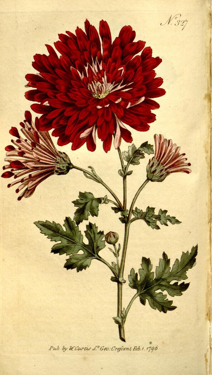 Curtis's Botanical Magazine 第 327 图（1796）· 当时称 Chrysanthemum indicum 的重瓣栽培菊