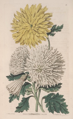 Chrysanthemum indicum var., Edwards's Botanical Register Pl. 4 (1815)
