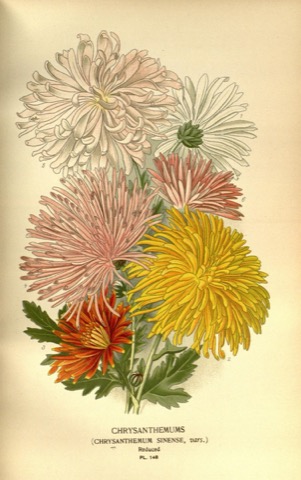Chrysanthemum sinense, vars., Favourite Flowers of Garden and Greenhouse Pl. 148 (1897)