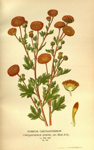 Chrysanthemum sinense, var. Mont d'Or, Favourite Flowers of Garden and Greenhouse Pl. 150 (1897)