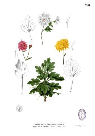 Pyrethrum sinense, Flora de Filipinas, gran edición (Atlas) 290 (1880–1883)