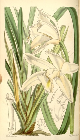 Cymbidium eburneum, Curtis's Botanical Magazine 5126 (1859)
