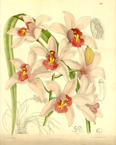 Cymbidium insigne, Curtis's Botanical Magazine 8312 (1910)