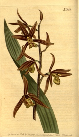 Epidendrum sinense, Curtis's Botanical Magazine 888 (1806)