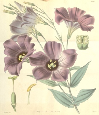 Lisianthius russellianus, Curtis's Botanical Magazine 3626 (1838)