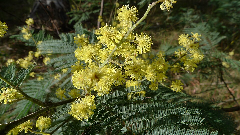 미모사(은엽아카시아) (Acacia dealbata)