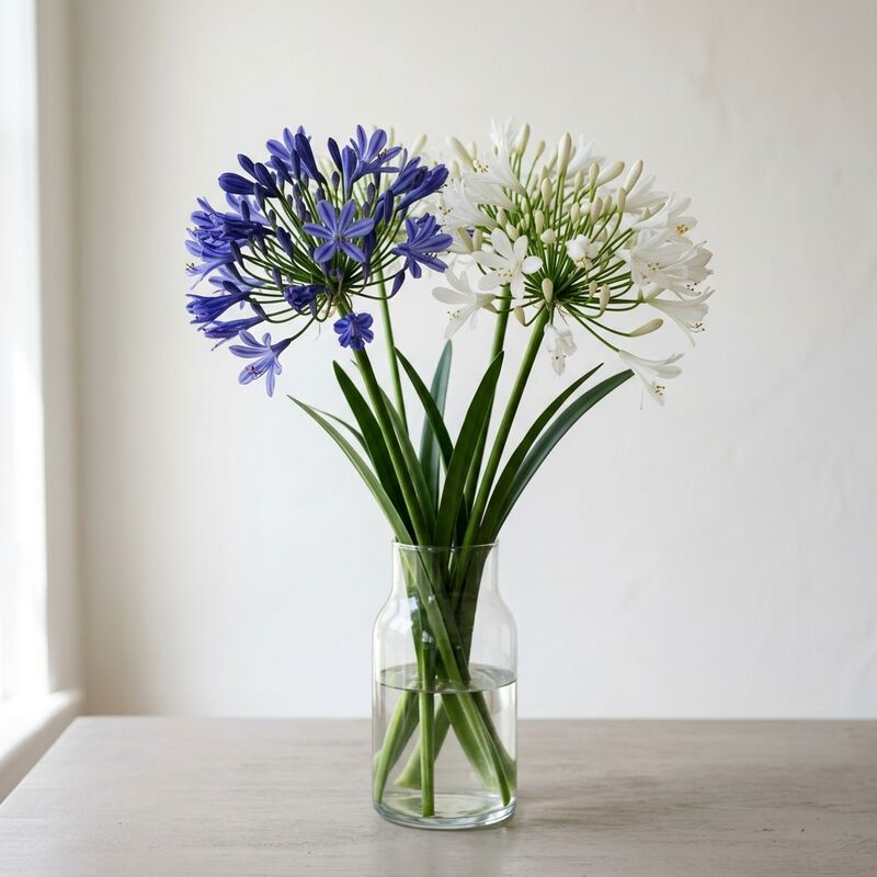 ガラスの花瓶に生けたアガパンサス（Agapanthus praecox）