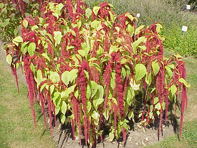 끈비름 (Amaranthus caudatus)