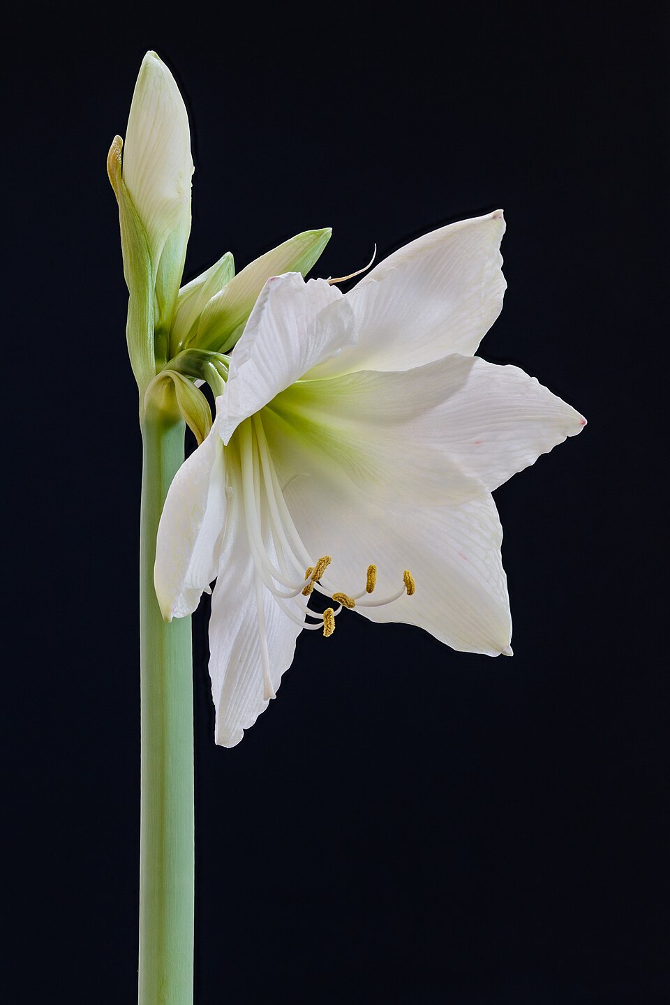 아마릴리스 (Hippeastrum hybrids)