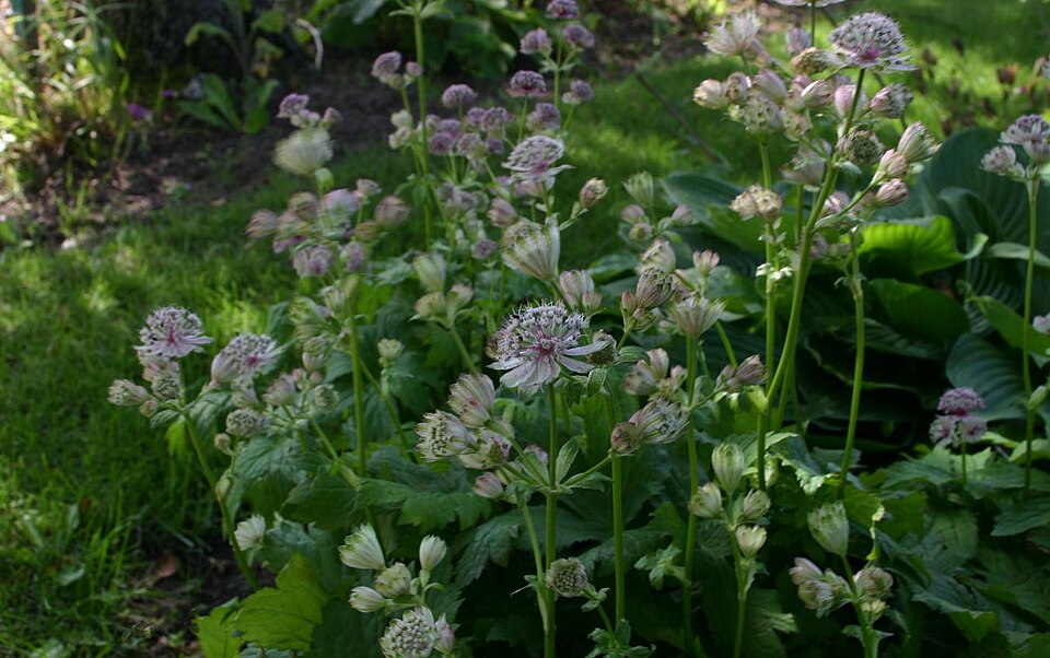 Astrantia (Astrantia major)