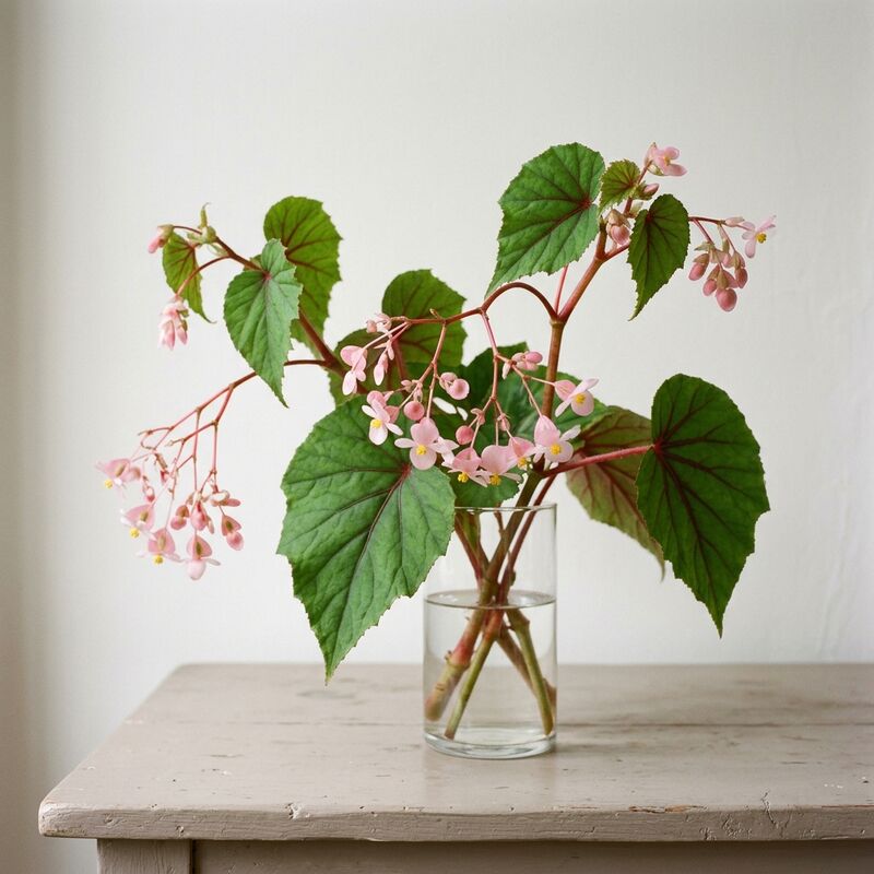 Steli recisi di Begonia rustica (Begonia grandis) in un vaso di vetro