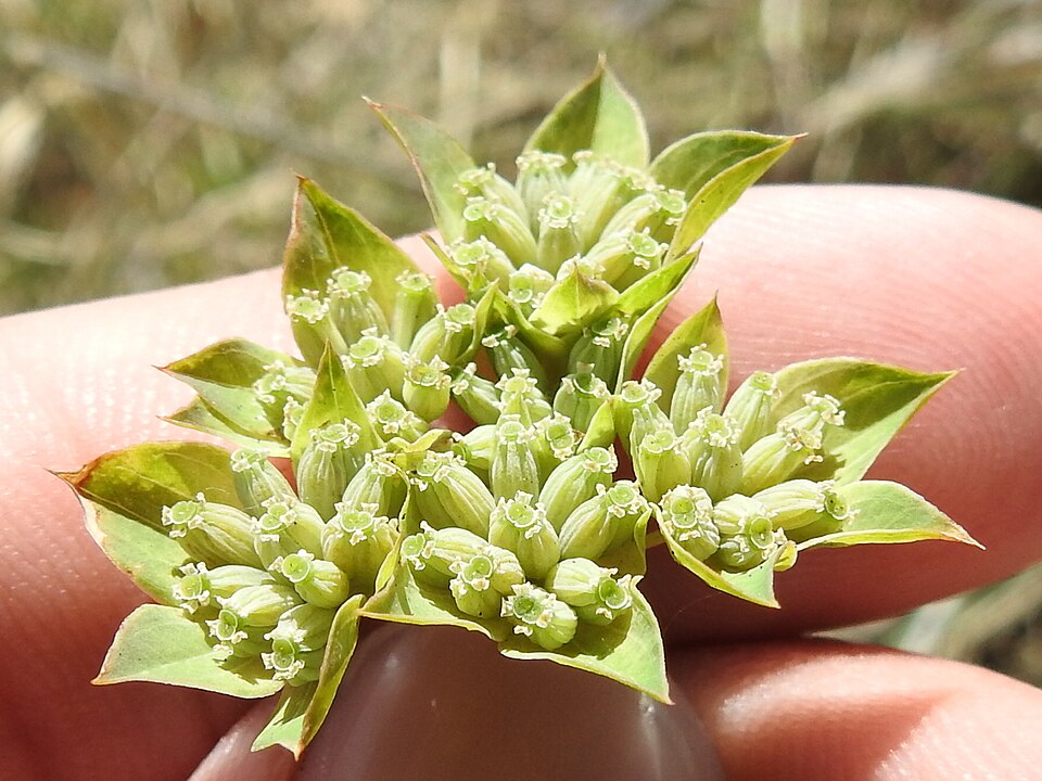 Bupleurum (Bupleurum rotundifolium)