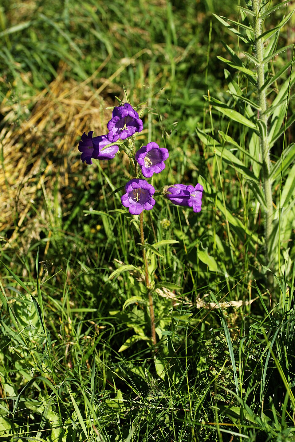 Canterbury bells (Campanula medium)