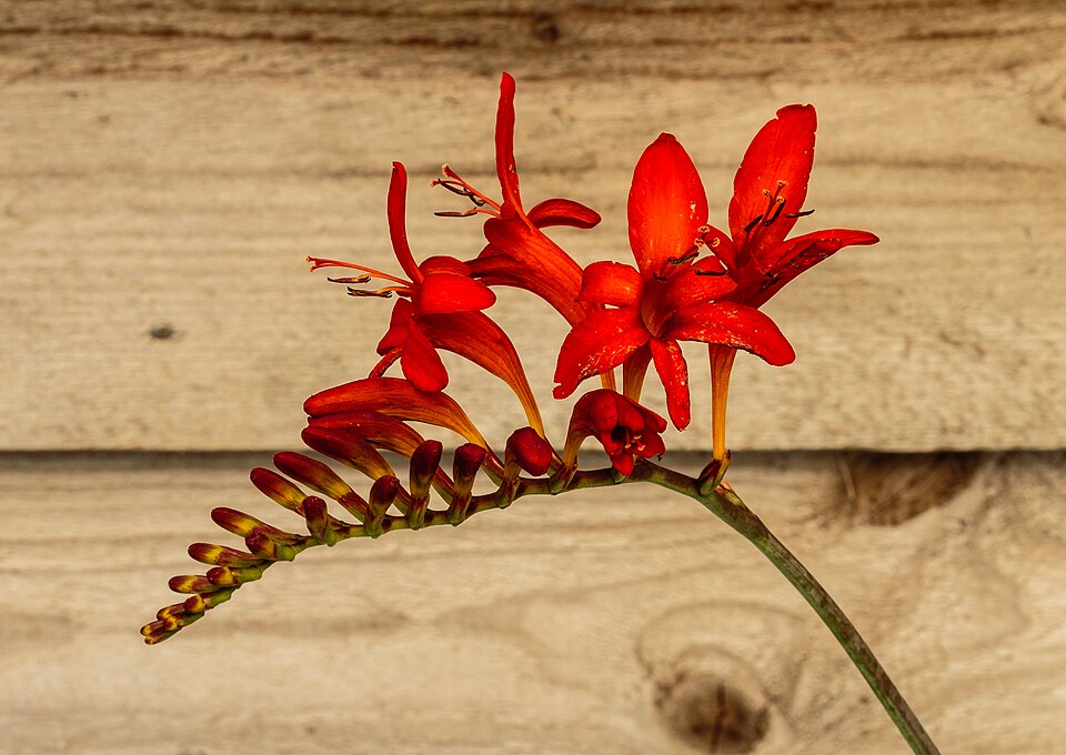 Crocosmia (Crocosmia × crocosmiiflora)