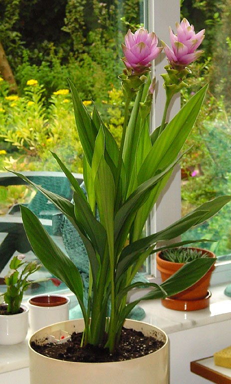 クルクマ (Curcuma alismatifolia)