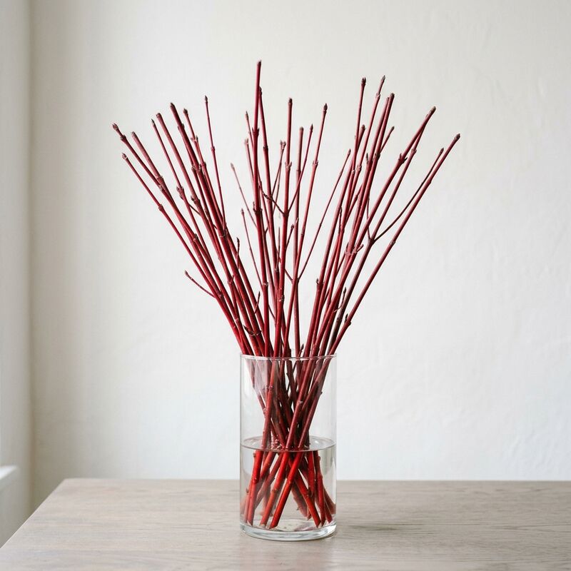 유리 꽃병에 꽂은 흰말채나무(Cornus alba)