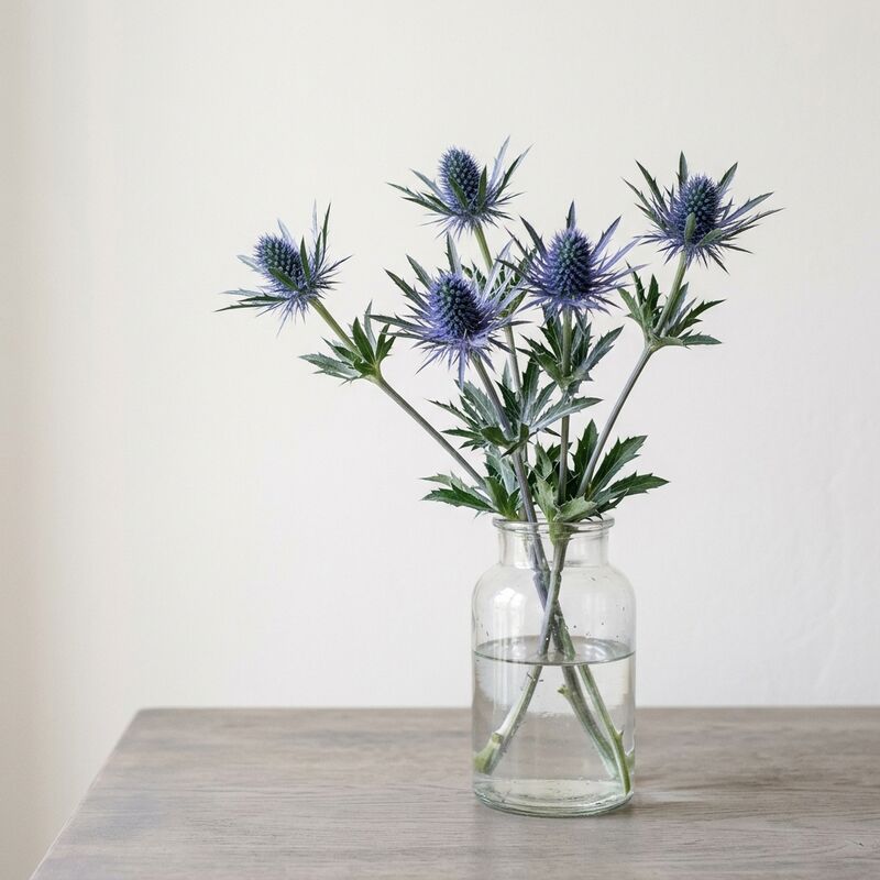 ガラスの花瓶に生けたエリンジウム（Eryngium planum）