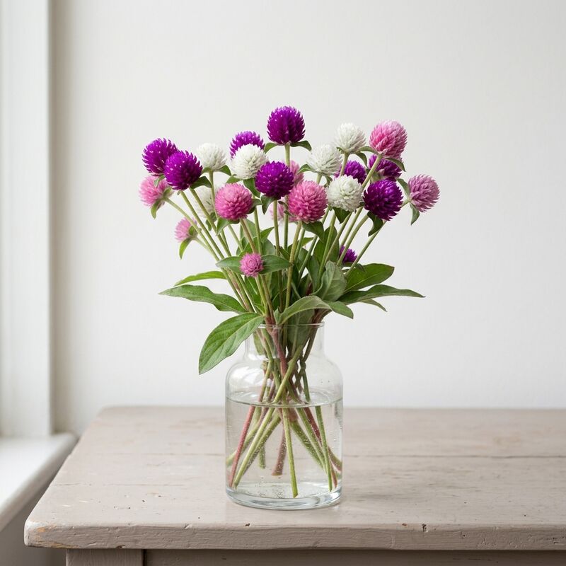 유리 꽃병에 꽂은 천일홍(Gomphrena globosa)