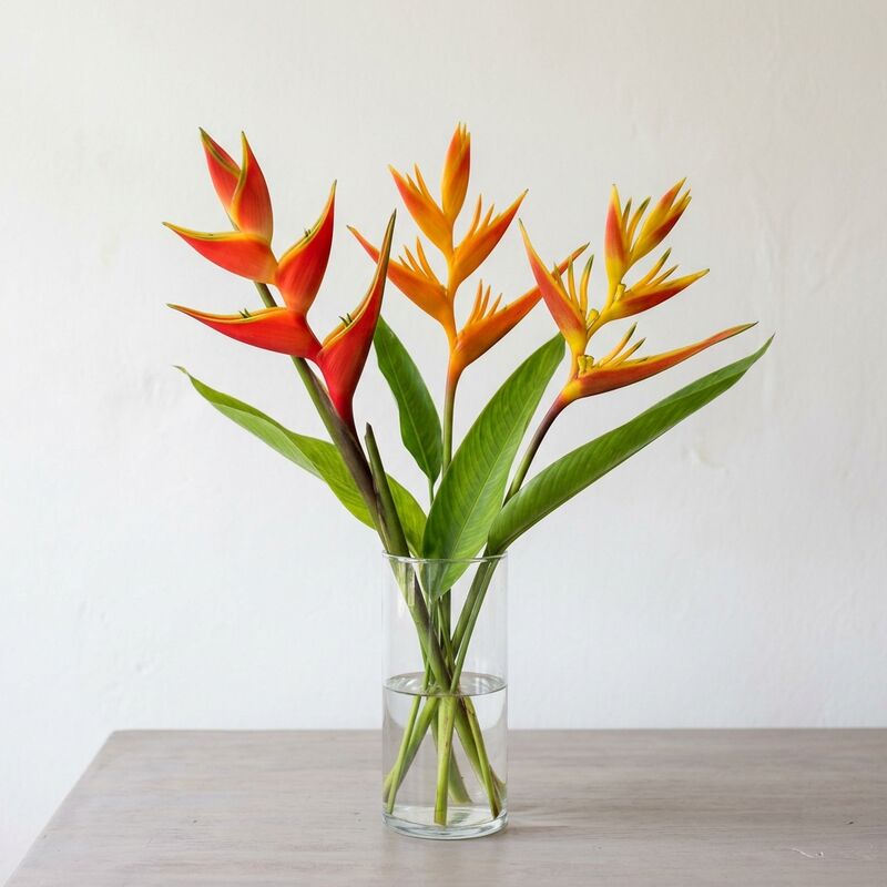 유리 꽃병에 꽂은 헬리코니아(Heliconia)
