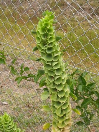 Bells of Ireland (Moluccella laevis)