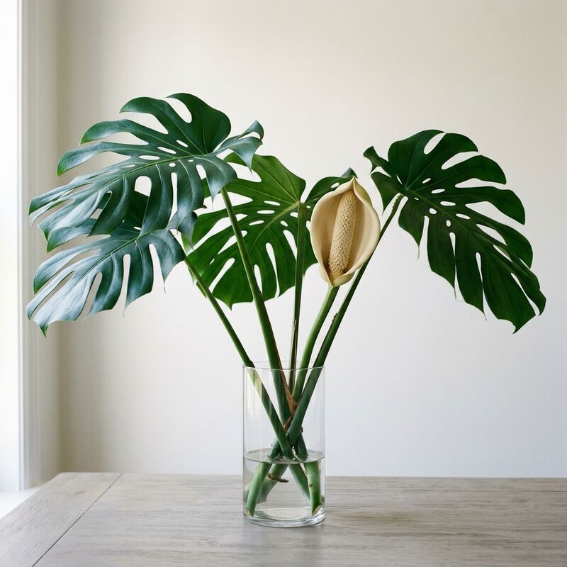 ガラスの花瓶に生けたモンステラ(Monstera deliciosa)