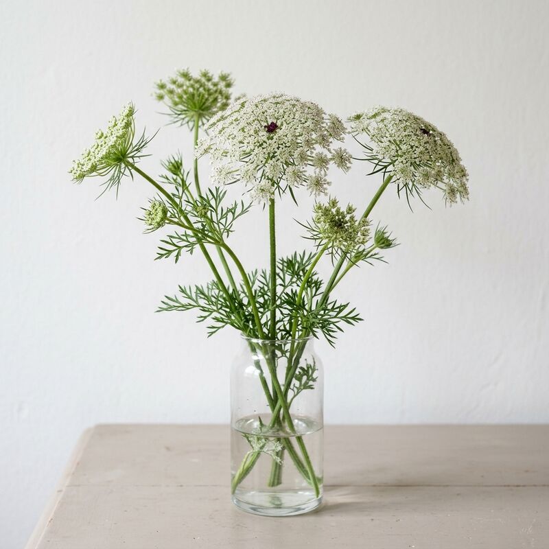 ガラスの花瓶に生けたレースフラワー(Ammi majus)