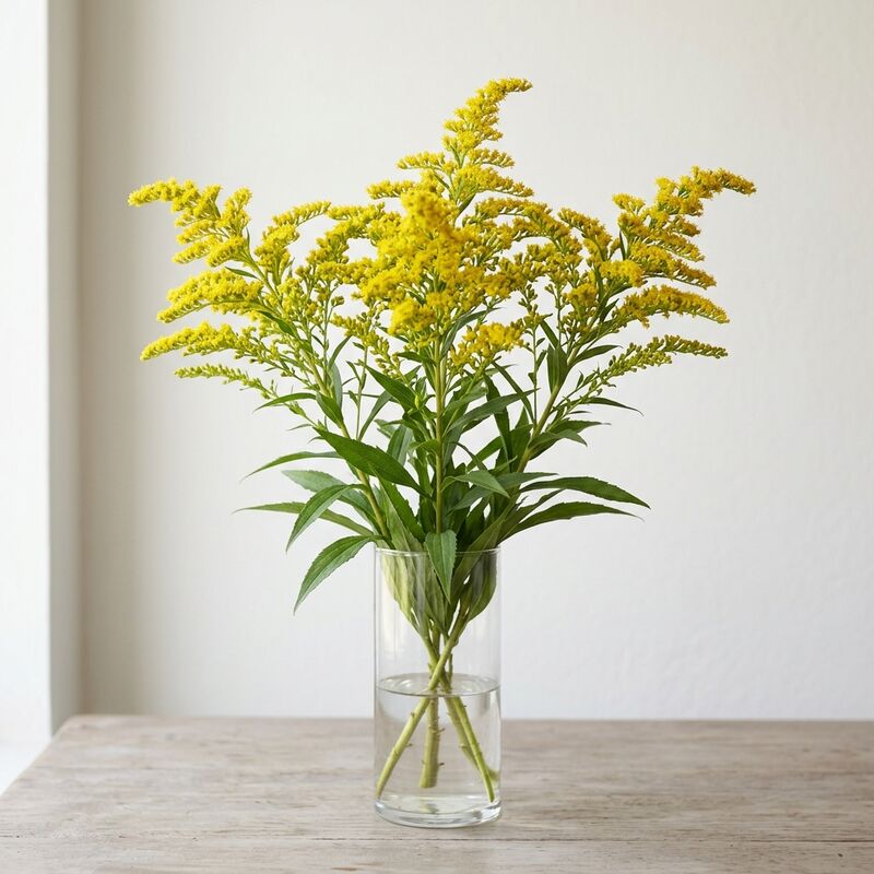ガラスの花瓶に生けたソリダゴ(Solidago)