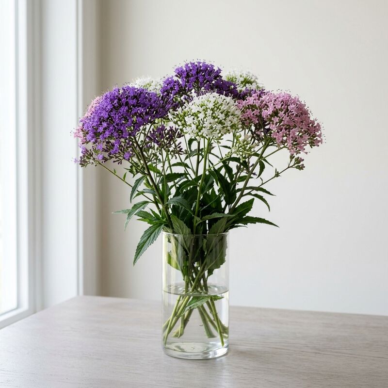 유리 꽃병에 꽂은 트라켈리움(Trachelium caeruleum)