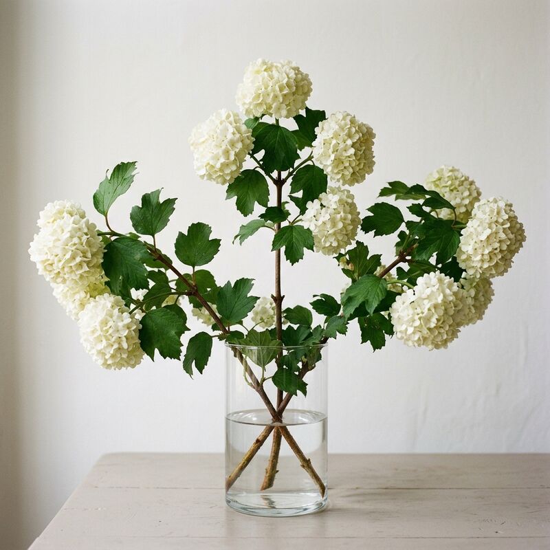 유리 꽃병에 꽂은 불두화(Viburnum opulus 'Roseum')