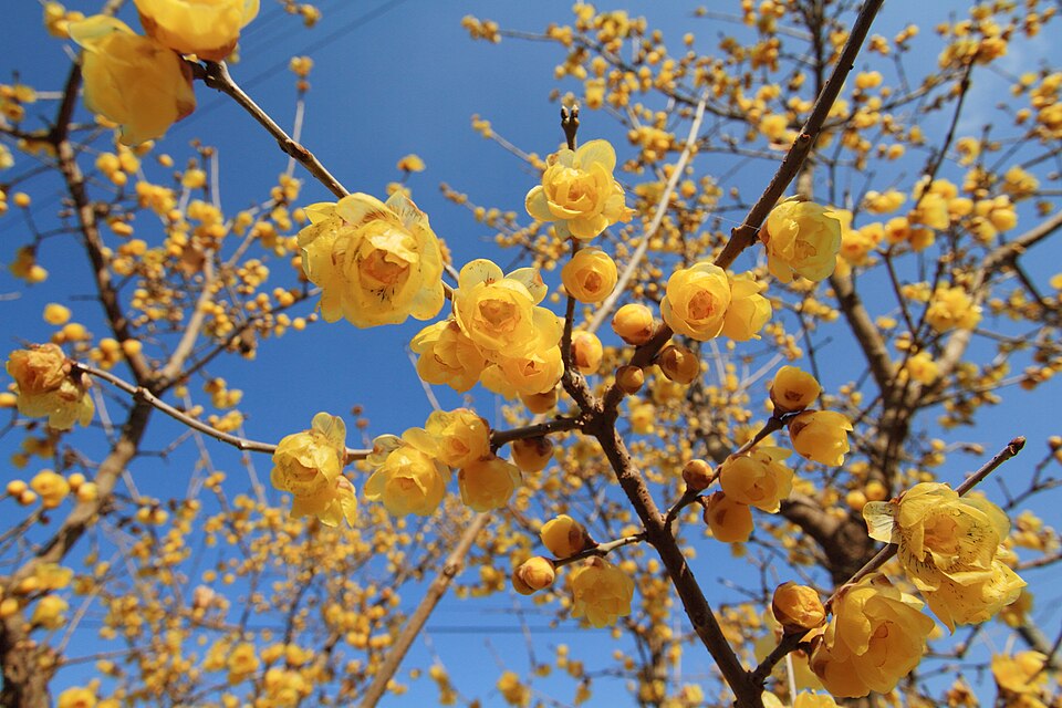 납매 (Chimonanthus praecox)