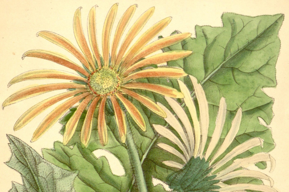 Curtis's Botanical Magazine 第 7087 图（1889）· Gerbera Jamesoni，M. S.（Matilda Smith）绘，J. N. Fitch 石印