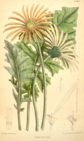 Gerbera Jamesoni, Curtis's Botanical Magazine 7087 (1889)