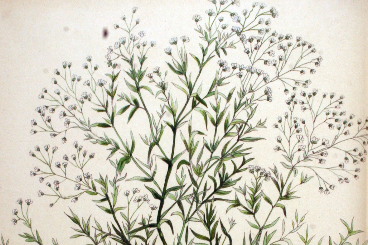Flora Batava 第 20 卷第 1586 图 · Gypsophila paniculata