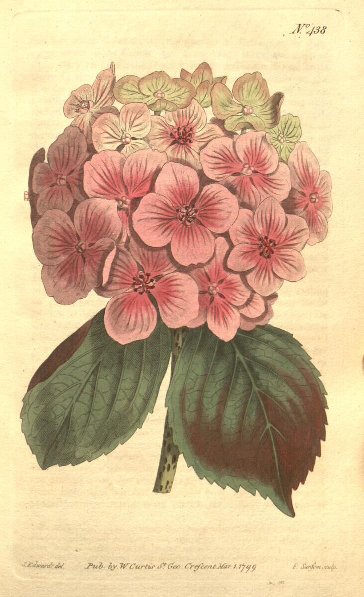 Curtis's Botanical Magazine 第 438 图（1799）· Hydrangea Hortensis，S. Edwards 绘，F. Sansom 刻