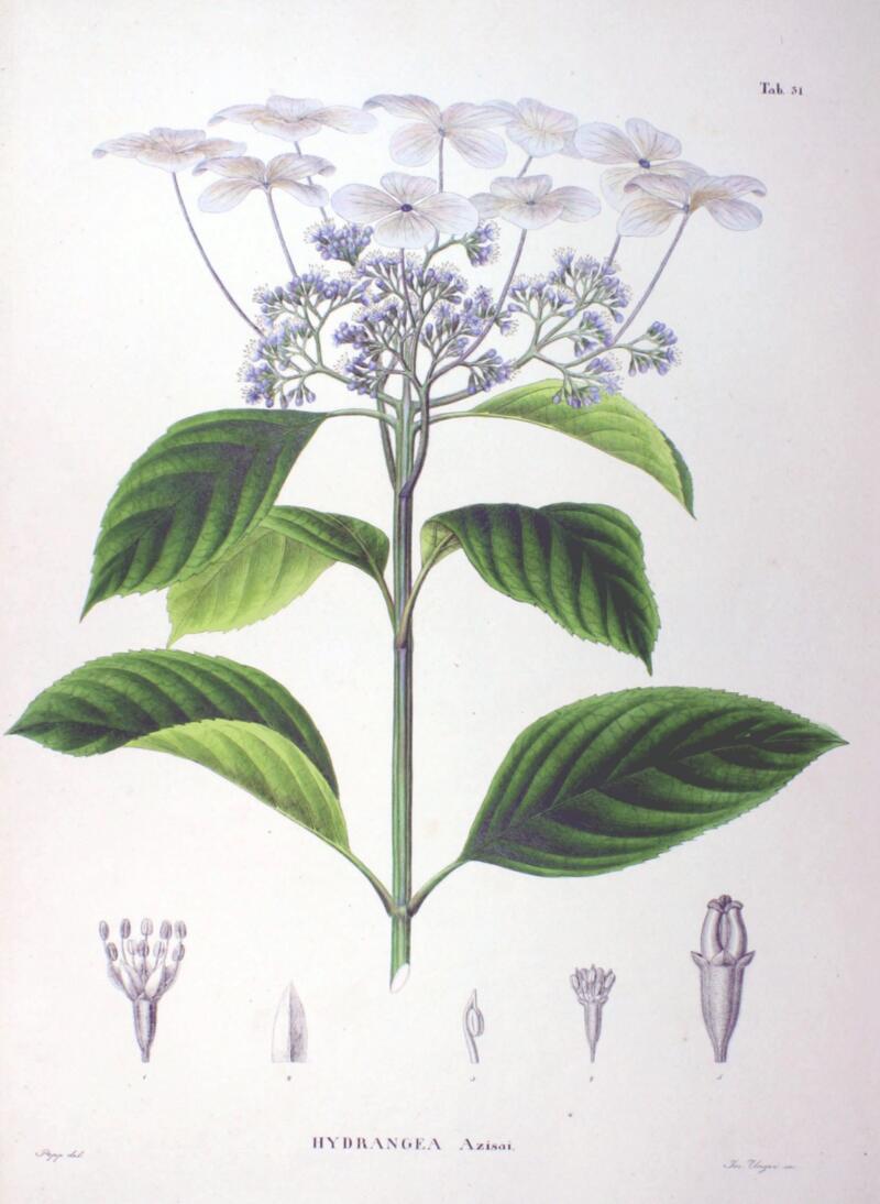 Hydrangea Azisai, Flora Japonica (1835–1870)