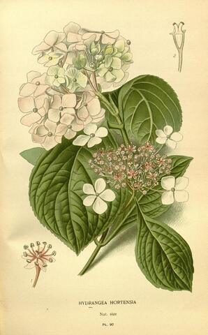 Hydrangea Hortensia, Favourite Flowers of Garden and Greenhouse Pl. 90 (1897)