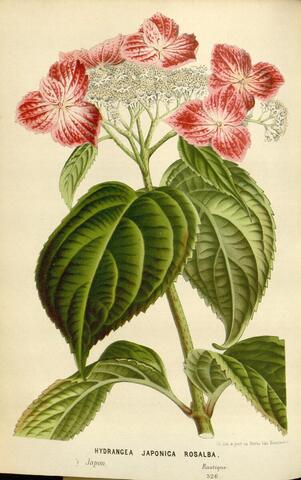 Hydrangea japonica Rosalba, Flore des serres et des jardins de l'Europe 526（图上所印） (1865–1867)