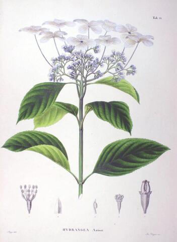 Hydrangea Azisai, Flora Japonica Tab. 51 (1835–1870)