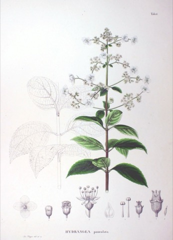 Hydrangea paniculata, Flora Japonica Tab. 61 (1840)