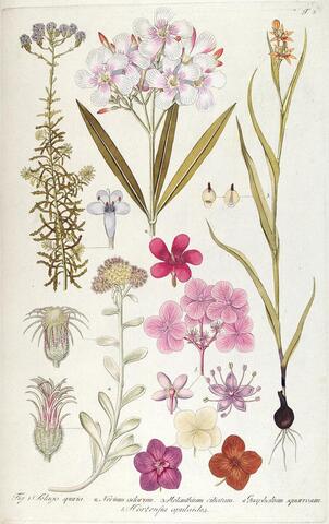 Hortensia opuloides, Fragmenta Botanica, figuris coloratis illustrata T. 3 (1800–1809)
