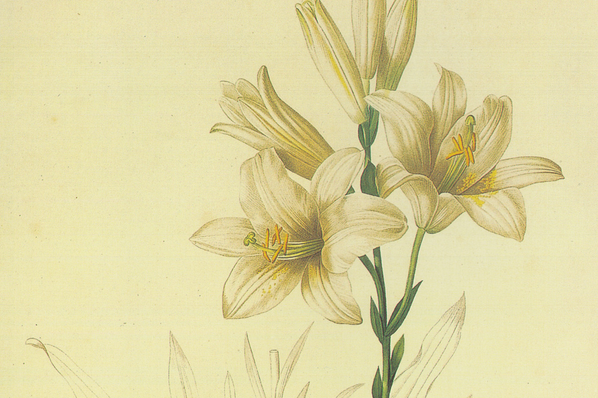 Redouté《Les Liliacées》第 199 图 · Lilium candidum（白百合 / 圣母百合）