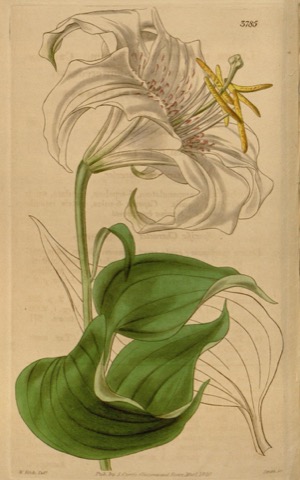 Lilium speciosum, Curtis's Botanical Magazine Tab. 3785 (1840)