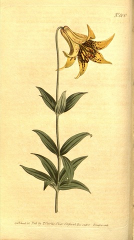 Lilium tigrinum, Curtis's Botanical Magazine 800 (1805)