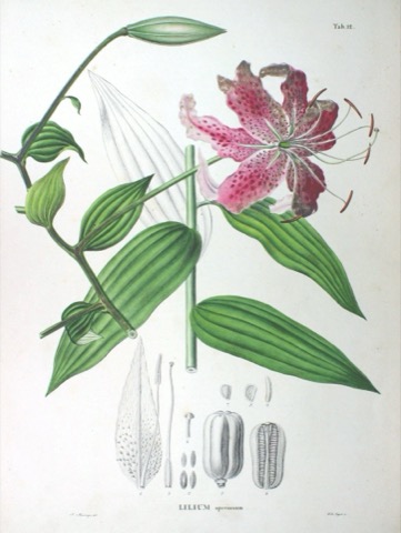 Lilium longiflorum, Flora Japonica Tab. 12 (1835)