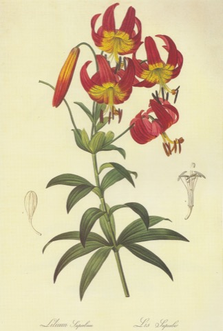 Lilium superbum, Les Liliacées 103 (1805)