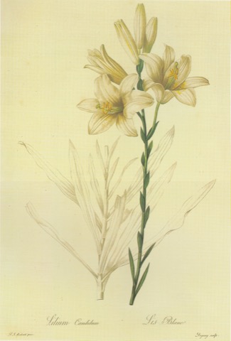 Lilium candidum, Les Liliacées 199 (1808)