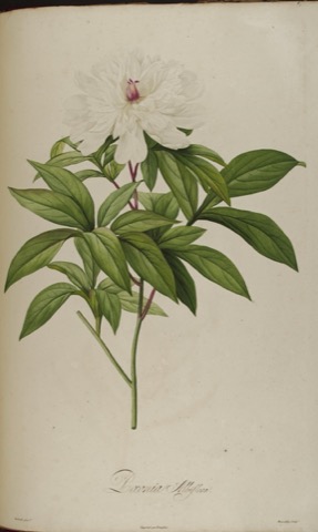 Paeonia Albiflora, Description des plantes rares cultivées à Malmaison et à Navarre pl. 47 (1813)