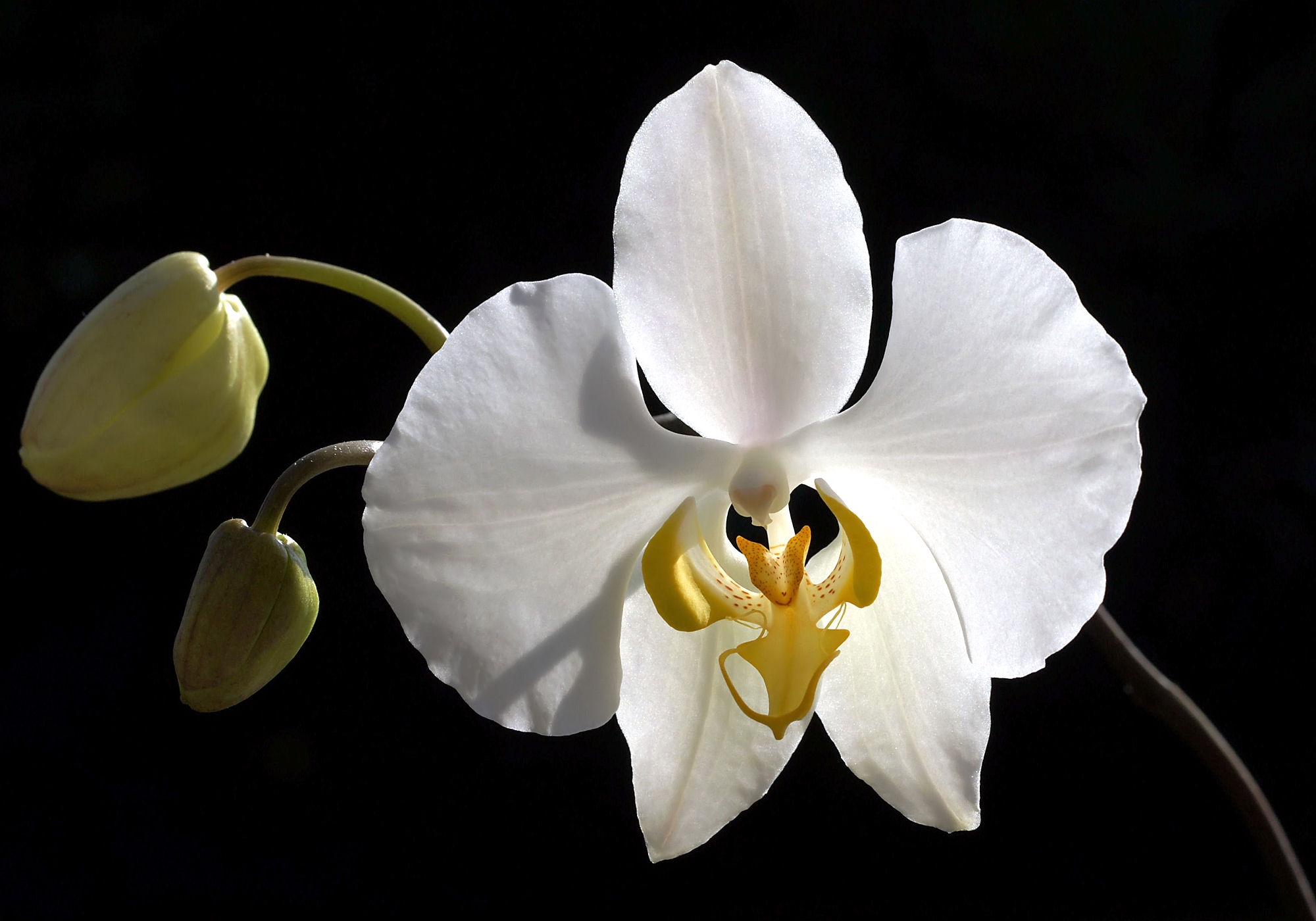 美丽蝴蝶兰 · Phalaenopsis amabilis